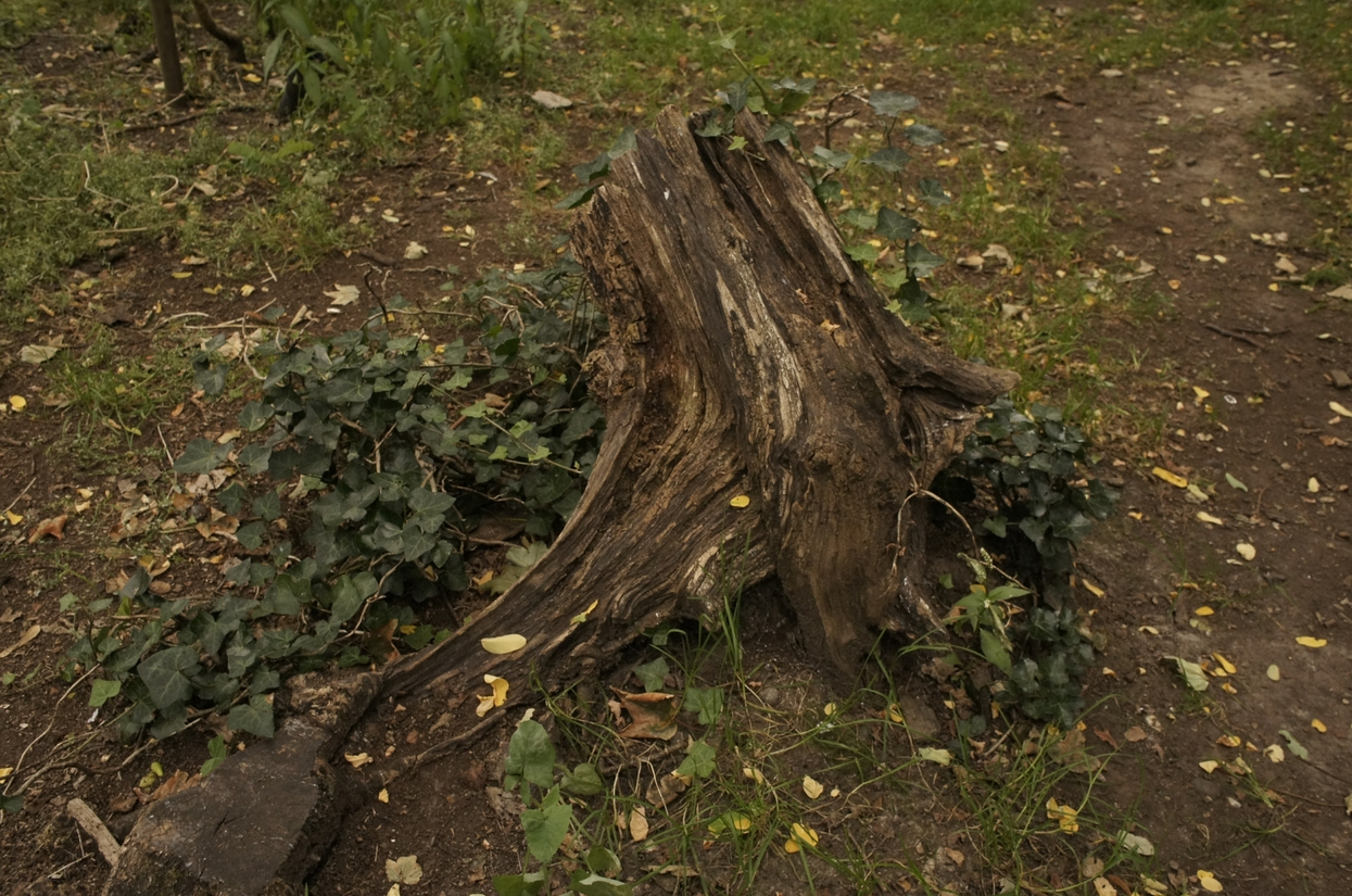 Stump Scene